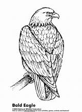 Eagle Coloring Pages Eagles Bald Printable Drawing Kids Bird Color Philadelphia American Easy Sea Adult Dog Red Colouring Line Getdrawings sketch template
