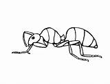 Ant Coloring Pages Kids Ants Printable Clipart Clip Carpenter Preschool Library Kindergarten sketch template