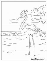 Flamingo Verbnow Flamingos sketch template