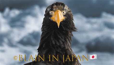 stellers sea eagle    age   dinosaurs japan