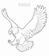 Eagle Coloring Pages Descending Bald sketch template
