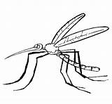 Mosquito Coloring Coloringcrew sketch template