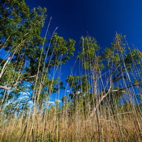 speargrass kakadu national park