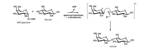 glycoside bond formation integrated mcat