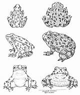 Toad Frog Coloring Pages Toads Lobel Arnold Frogs Zine Emg sketch template