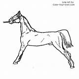 Coloring Pages Saddlebred Horse Colouring Club Saddle Color Stallion Kids Disimpan Dari Template American sketch template