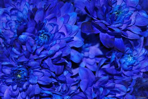 natural blue flowers photograph  riad belhimer