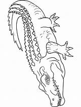 Crocodile Coloring Pages Baby Drawing Line Getdrawings Kids Alligator sketch template