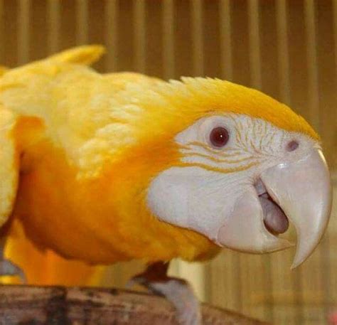 golden albino macaw  face   face  happiness   beautiful