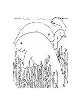 Manatee Wpclipart sketch template