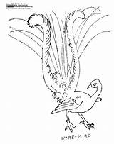 Lyre Lyrebird Outline 1912 Bell Birds Drawings sketch template