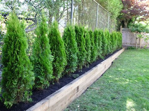 benefits  planting red cedar trees fence landscaping backyard trees privacy fence