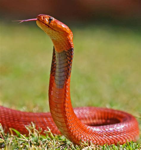 beautiful snakes   love    pets nairaland general nigeria