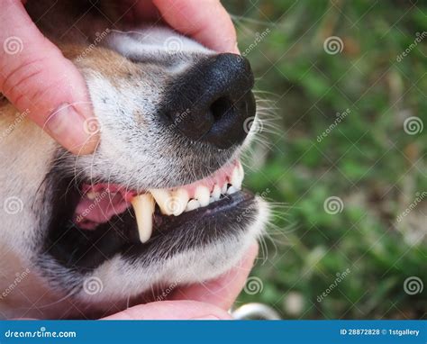 dog teeth stock photo image  danger dogs head fear