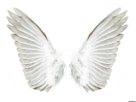 world photography angel wings