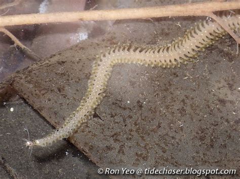 tide chaser annelid worms phylum annelida  singapore
