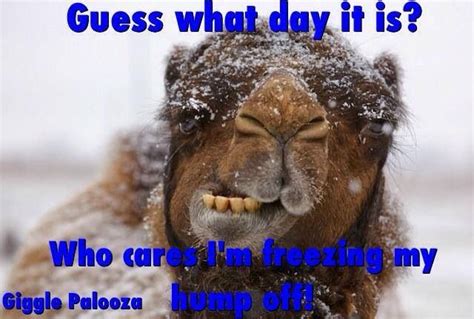 hump day humor funny good morning memes cold weather funny hump day humor
