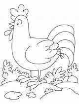 Coloring Cock Pages Chicken Monday Chickens Sunday Daily Rooster Color Colorir Desenho Embroidery sketch template