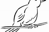 Canary Coloring Bird Pages sketch template