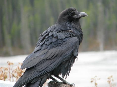Curious Raven Black Bird Raven Beautiful Birds