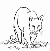 Mountain Coloring Lion sketch template