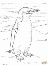 Realista Colorir Penguin Pinguino Realistici Realistico Barbicha Pinguim Chinstrap Tante Sagome Scaricare sketch template