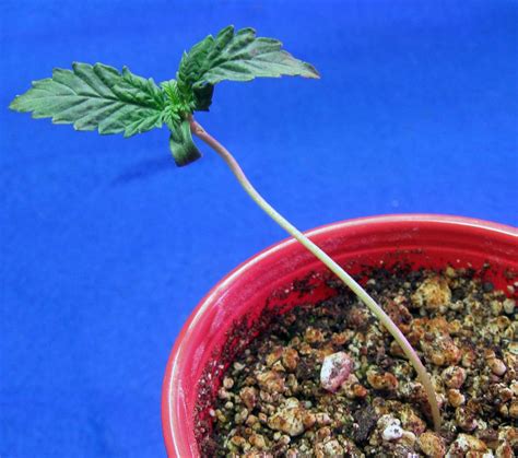 cannabis seedlings  tall grow weed easy