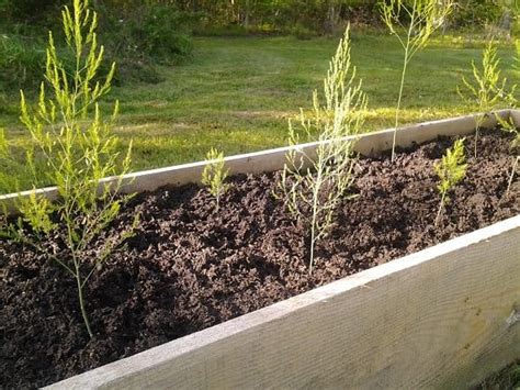 plant asparagus   raised bed