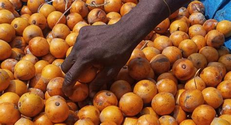 5 interesting health benefits of agbalumo african star apple pulse