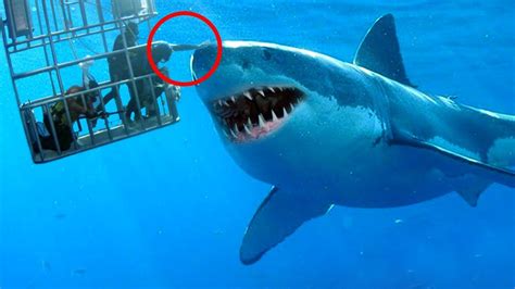 biggest sharks   world youtube