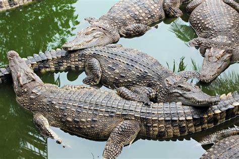premium photo  crocodiles
