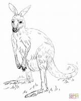 Coloring Pages Kangaroo Drawing Grey Outline Kangaroos Eastern Printable Getdrawings Dot sketch template