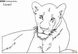 Coloring Lioness Lions Pages Printable Drawing Supercoloring Categories 34kb 334px sketch template