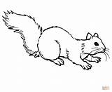 Coloring Squirrel Ground Grey Gray Pages Drawing Color Printable Drawings sketch template