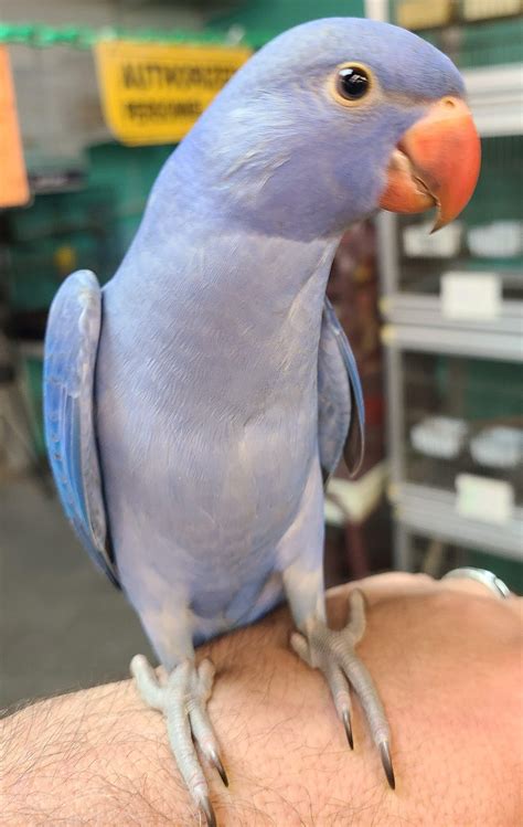 Double Factor Violet Indian Ringneck Parrot For Sale