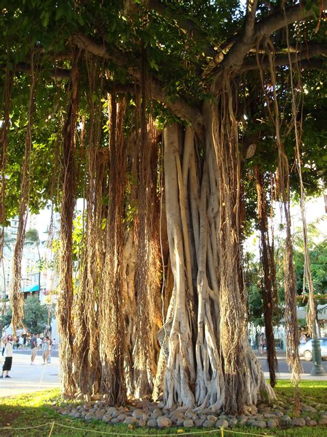 banyan tree  waikiki banyan tree tree beautiful tree