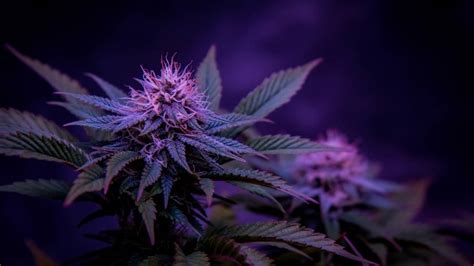 strongest strain  weed   potent marijuana strains   world