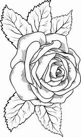 Coloring Pages Rose Tattoo Leaf Drawing Outline Blumen sketch template