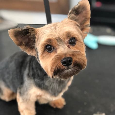 downtown dog spa pet groomer  waukesha