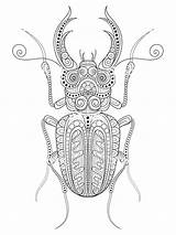 Pages Beetle Coloring Zentangle Adults Mycoloring sketch template
