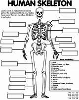 Skeleton Humano Cuerpo Esqueleto Crayola Guardado Desde Del Human sketch template