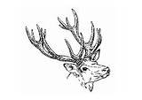 Deer Coloring Doe Stag Pages Edupics sketch template
