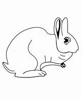 Hare Coloring Pages Color Animals Animal Print Back sketch template