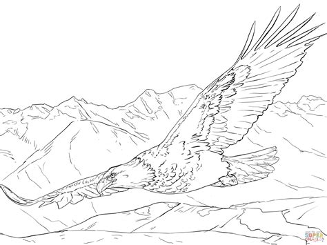 gambar bald eagle soaring coloring page  printable pages click