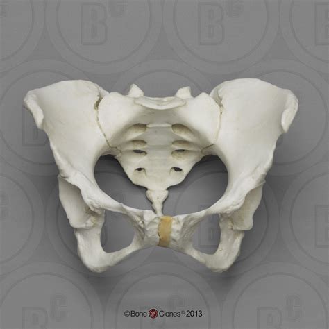 Articulated Female Pelvis With Pits Of Parturition Bone