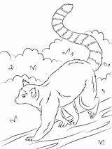 Lemur Coloring Pages Ring Tailed Cute Printable Drawing Animal Animals Para Color Lemurs Kids Rainforest Supercoloring Print Colorear Dibujos Animales sketch template