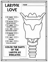 Vocal Larynx sketch template