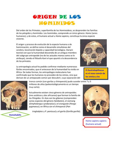 origen de los hominidos  nacho sancho issuu