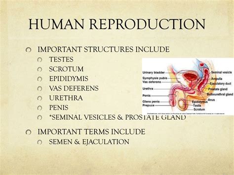 ppt human reproduction powerpoint presentation free