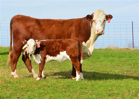 short supplies high demand boost cattle producer profits mississippi state university